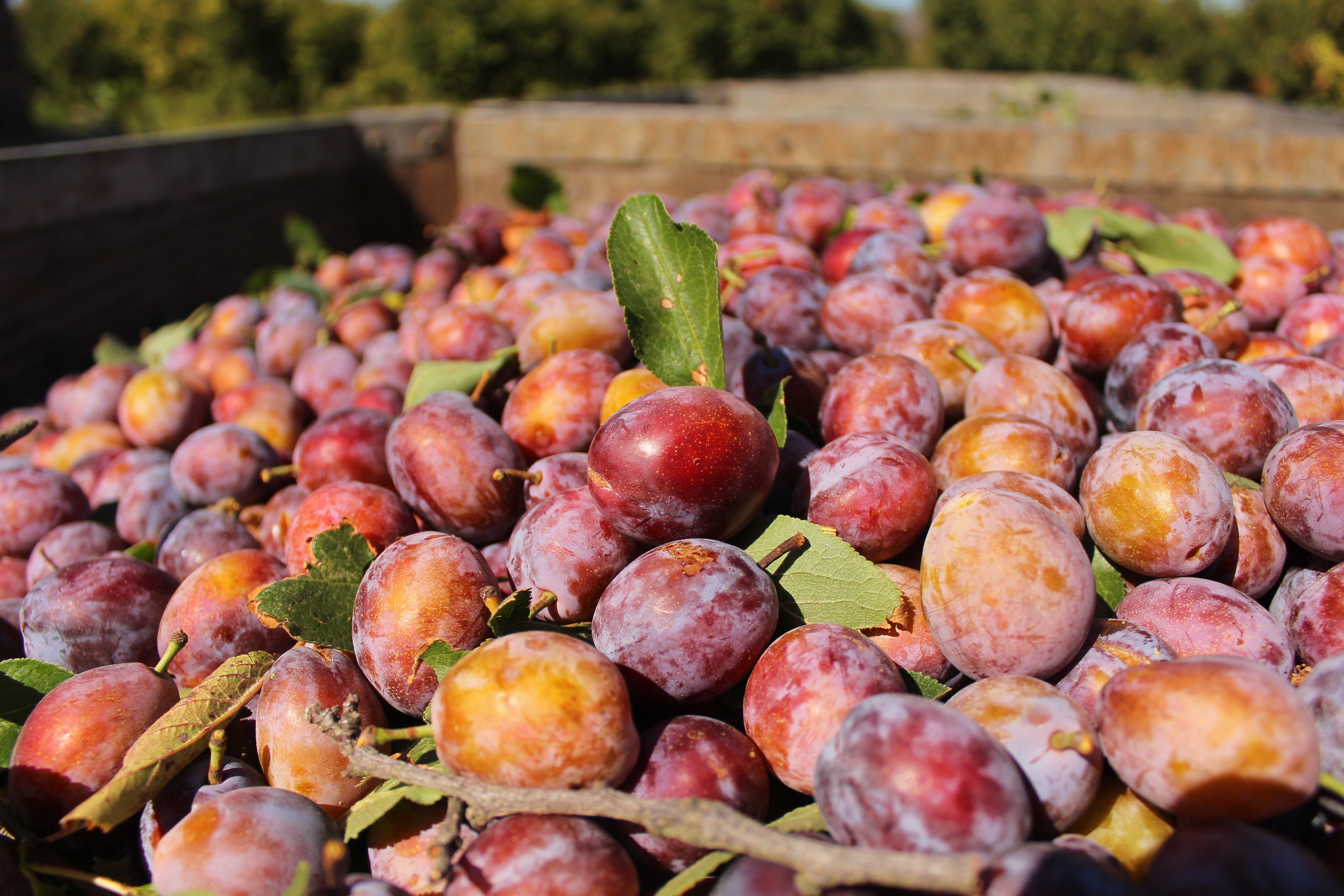 带你领略加州西梅农场 - 青岛新东益食品有限公司官网,donny foods 无