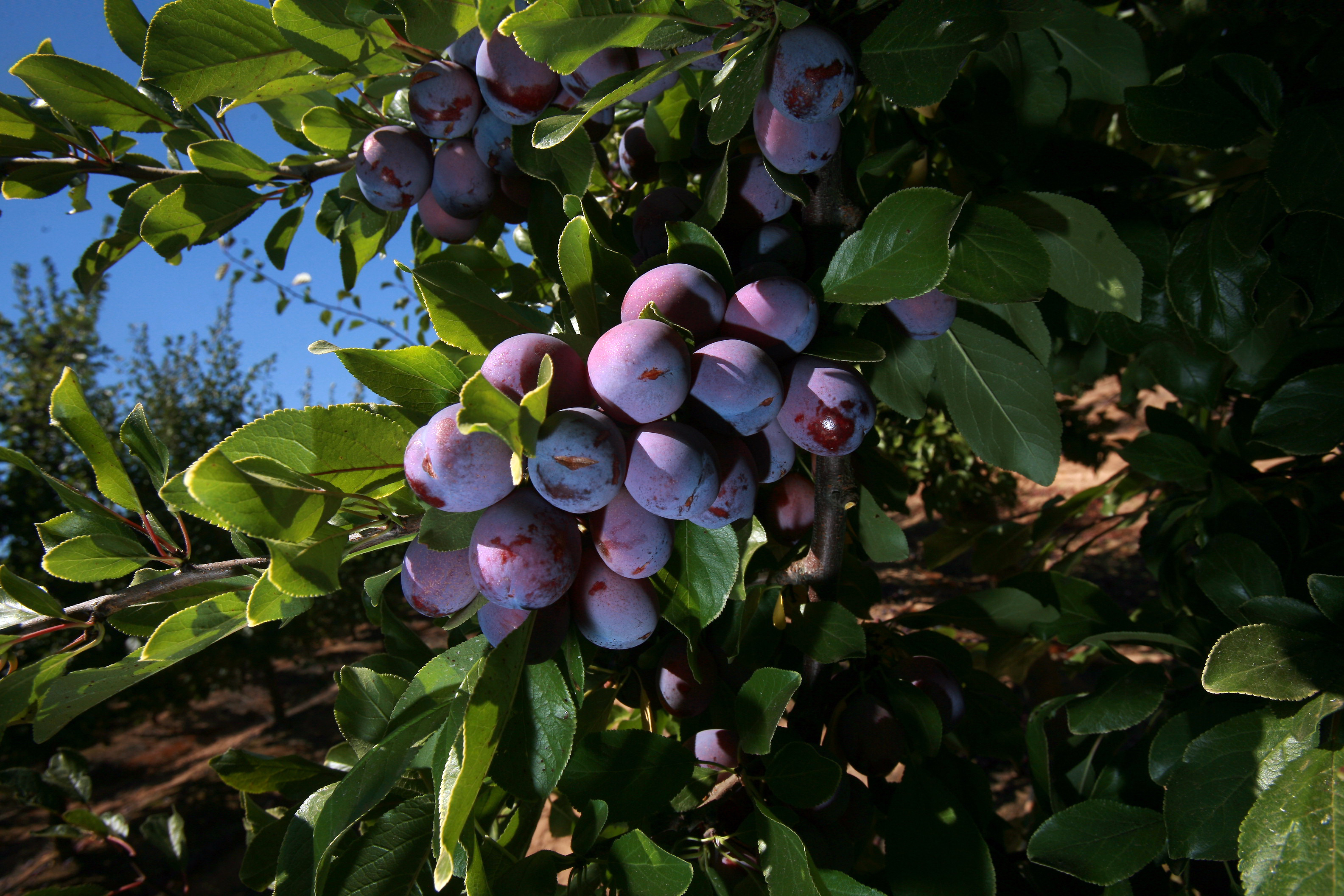 带你领略加州西梅农场 - 青岛新东益食品有限公司官网,donny foods 无